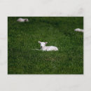 Buscar cordero postales Césped