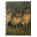 Buscar búhos cuadernos Animal