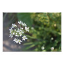 Buscar flores blancas posters Naturaleza