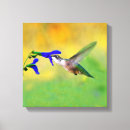 Buscar colibrí lienzos Volando