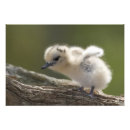 Buscar de hawaiana posters Animal