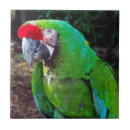 Buscar loro azulejos Aves