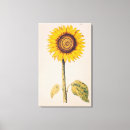 Buscar helianthus Amarillo