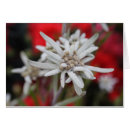 Buscar edelweiss postales Austria