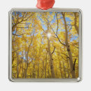 Buscar california adornos Montaña