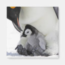Buscar emperadores imanes Pingüino