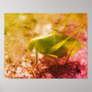 Buscar katydid Insecto