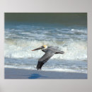 Buscar pelícano posters Vida silvestre