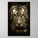 Buscar cara tigre posters Gato salvaje