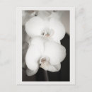 Buscar orquídeas postales Blanco