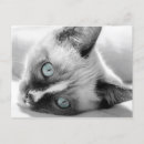 Buscar ojos azules postales General y unisex