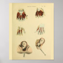 Buscar obstetricia posters Médico