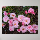 Buscar beautiful rose arte Nature