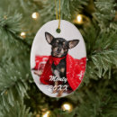 Buscar oval mascotas Perros