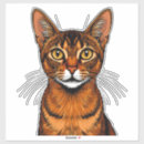 Buscar abisinios Felino