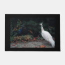 Buscar pavos fotografía Fauna