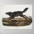 Buscar lobo negro posters Lobos
