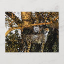 Buscar guepardo postales Jungla