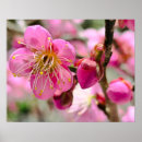 Buscar floral japonesa posters Flores rosadas
