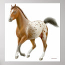 Buscar caballo gitano posters Pinto