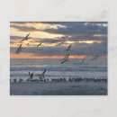 Buscar gaviota negra postales Océano