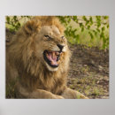 Buscar panthera leo posters Vida silvestre