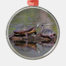 Buscar reptiles adornos Tortugas
