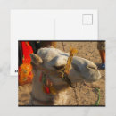 Buscar camello blanco postales Animales