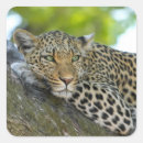Buscar leopardo manualidades Salvaje