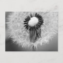 Buscar dientes postales Para ella