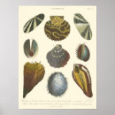 Buscar sealife posters Seashell
