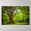 Buscar tronco de árbol posters Paisaje