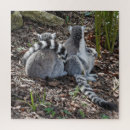 Buscar lemurs Nature