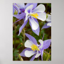 Buscar columbine posters Flor