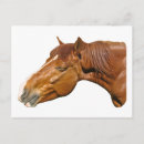 Buscar caballo feliz postales Humor