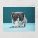 Buscar animales domésticos mascotas postales Gato