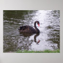 Buscar cisnes posters Negro