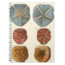 Buscar erizos libretas Erizo de mar