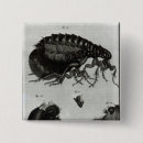 Buscar pulga chapas Insecto
