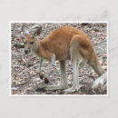 Buscar canguro postales Wallaby