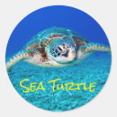 Buscar bajo la superficie del mar postales Tortuga