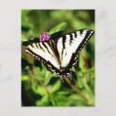 Buscar papilio Blanco