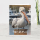 Buscar pelícano tarjetas Vida silvestre