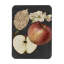 Buscar estudio imanes Carbón vegetal