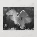 Buscar alba postales Blanco