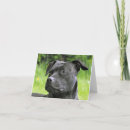 Buscar terrier de staffordshire tarjetas Bull