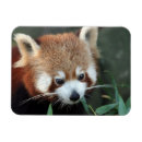 Buscar panda imanes Medio ambiente
