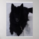 Buscar perro pastor belga posters Lobo