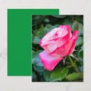 Buscar nostalgia tarjetas Rosa