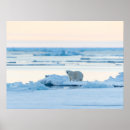 Buscar oso polar y nieve posters Invierno